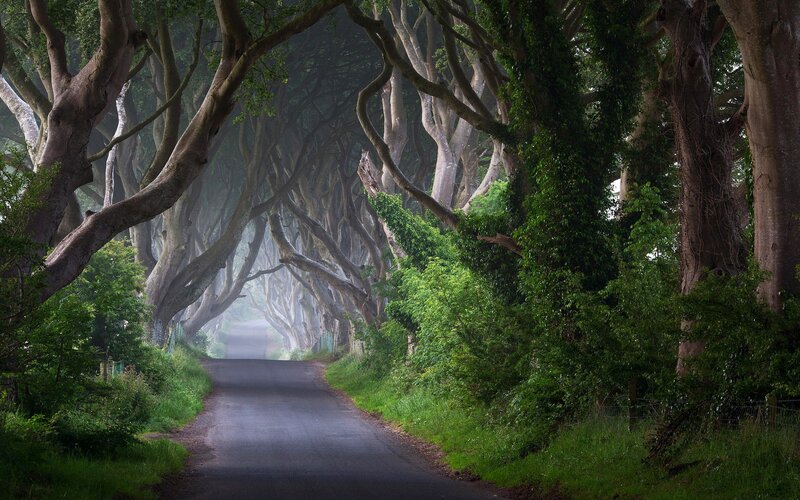 Tree-lined Road Tunnel — Green, Mysterious