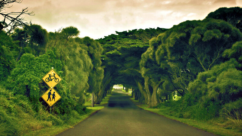 Tree-lined Road Tunnel — Green, Serene, Afternoon, Photograph, Road Sign