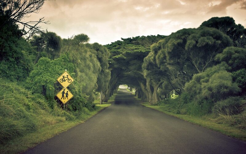 Tree-lined Road Tunnel — Green, Serene, Afternoon, Photograph, Road Sign, Trees, Sky, Grass