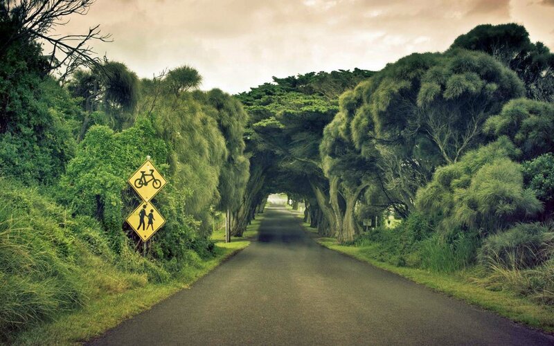 Tree-lined Road Tunnel — Green, Serene, Afternoon, Photograph, Road Sign, Trees