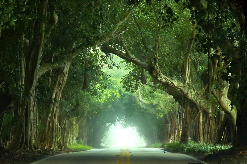 Tree-lined Road Tunnel — Green, Serene, Afternoon, Photograph
