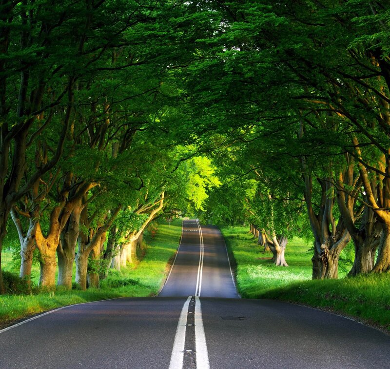 Tree-lined Road Tunnel — Green, Serene, Afternoon, Photograph, Trees, Grass, Black, White, Slow