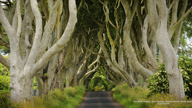 Tree-lined Road Tunnel — Green, Serene, Afternoon, Photograph, Trees, Grass, Bushes