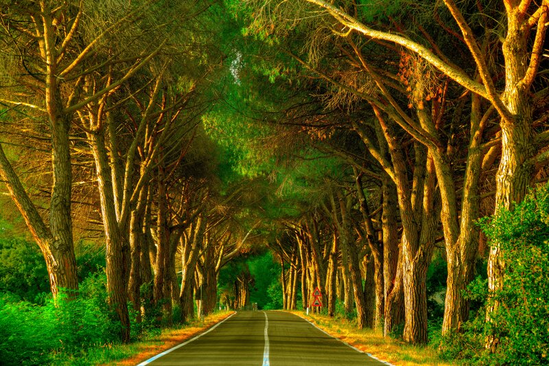 Tree-lined Road Tunnel — Green, Serene, Afternoon, Photograph, Trees, Sign