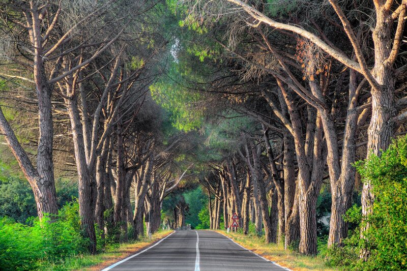 Tree-lined Road Tunnel — Green, Serene, Afternoon, Photograph, Trees, Signs