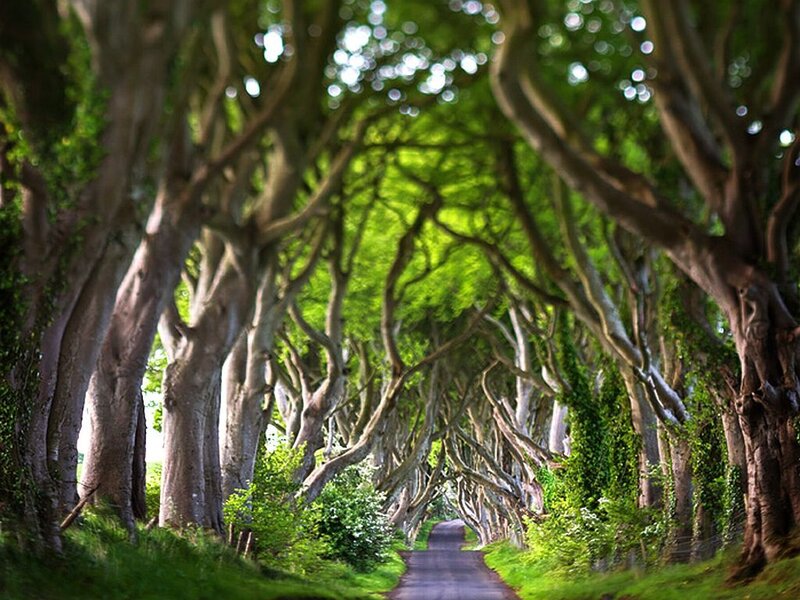 Tree-lined Road Tunnel — Green, Serene, Afternoon