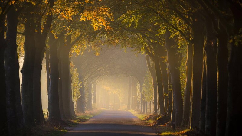 Tree-lined Road Tunnel — Green, Serene, Autumn, Photograph