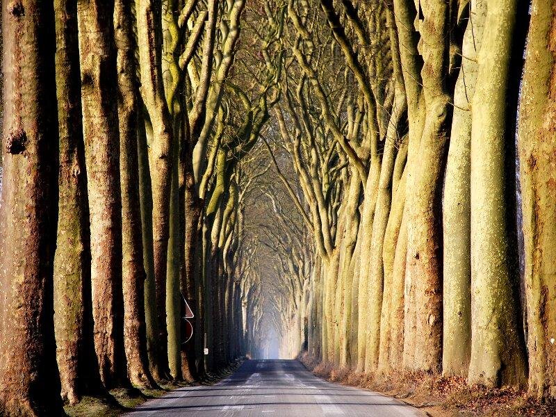 Tree-lined Road Tunnel — Green, Serene, Autumn