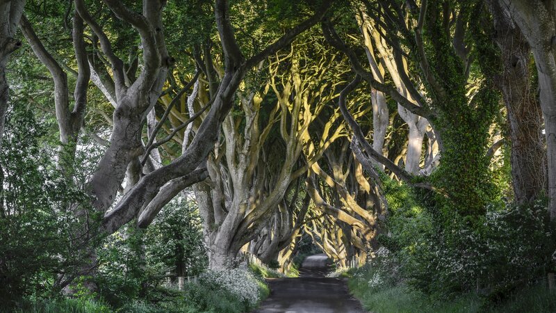 Tree-lined Road Tunnel — Green, Serene, Morning, Photograph, Trees, Foliage