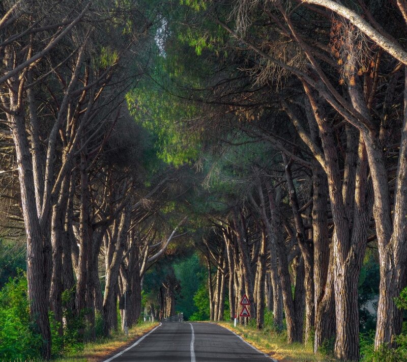 Tree-lined Road Tunnel — Green, Serene, Morning, Photograph, Trees, Signs