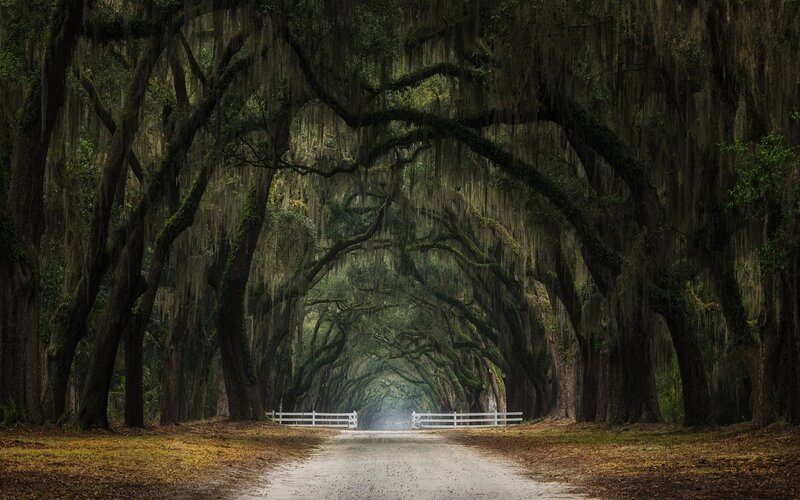Tree-lined Road Tunnel — Green, Serene, Morning, Photograph, White Fence