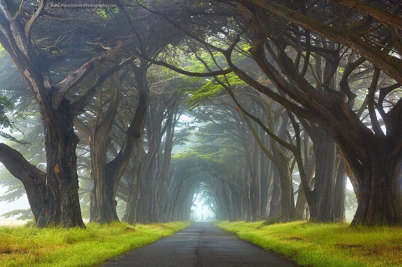 Tree-lined Road Tunnel — Green, Serene, Morning