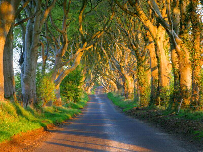 Tree-lined Road Tunnel — Green, Serene, Sunset, Photograph