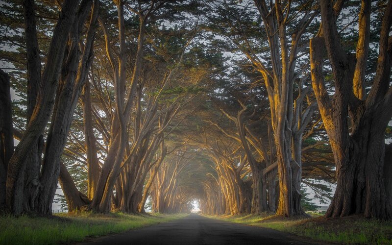 Tree-lined Road Tunnel — Green, Serene, Sunset, Photograph, Trees, Sunlight