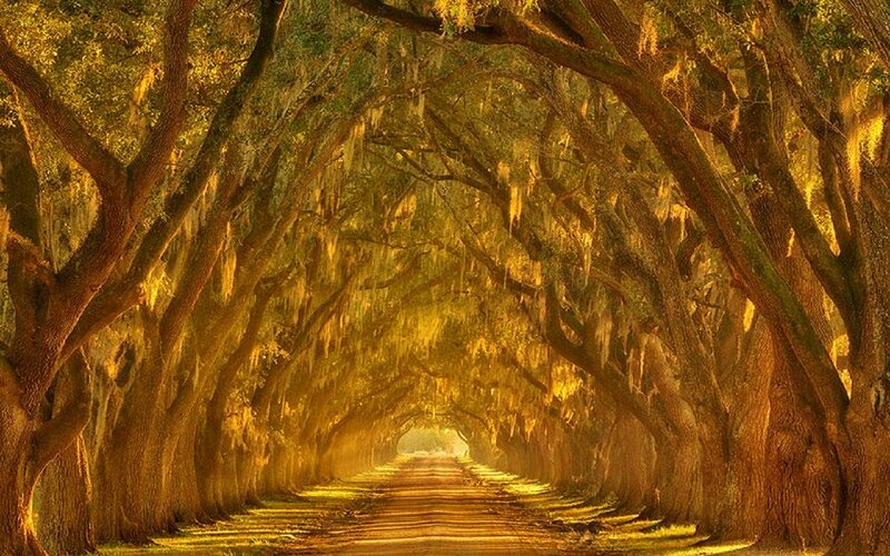 Tree-lined Road Tunnel — Green, Serene, Sunset, Photograph, Trees