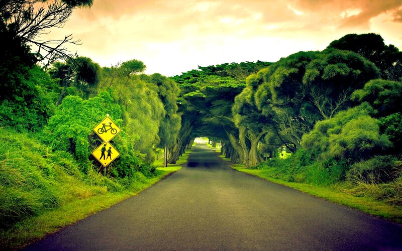 Tree-lined Road Tunnel — Green, Serene, Sunset