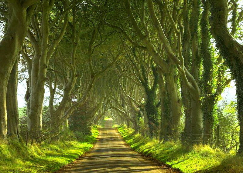 Tree-lined Road Tunnel — Green, Serene