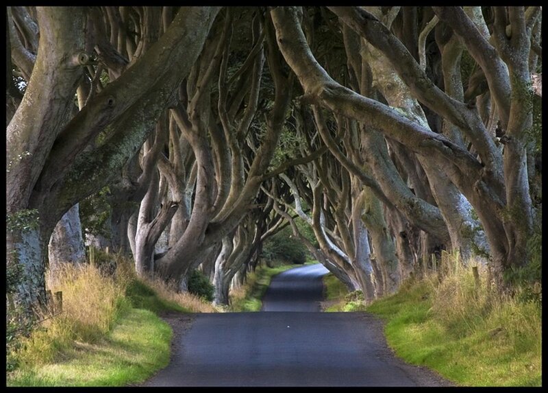Tree-lined Road Tunnel — Green