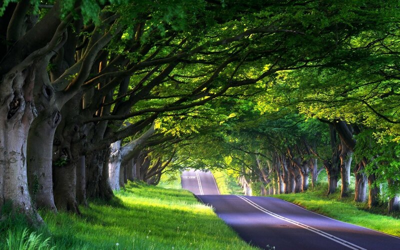 Tree-lined Road Tunnel — Photograph