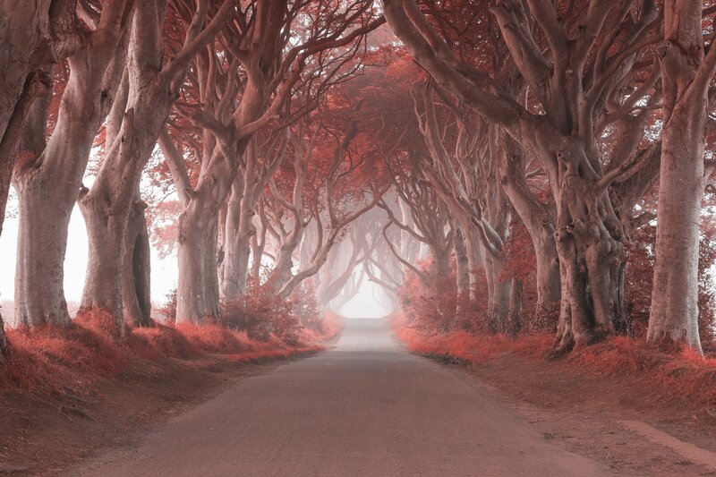 Tree-lined Road Tunnel — Red
