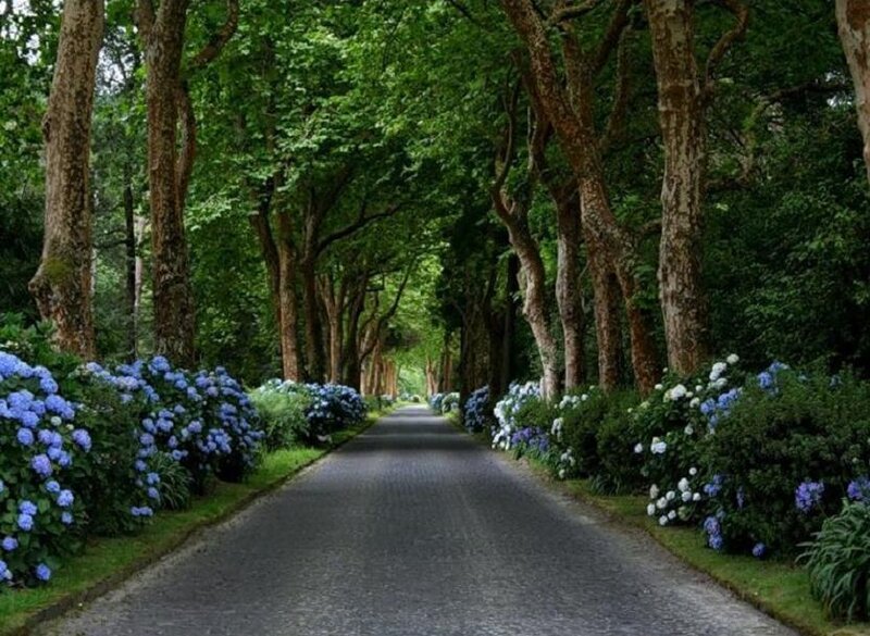 Tree-lined Road with Flowers