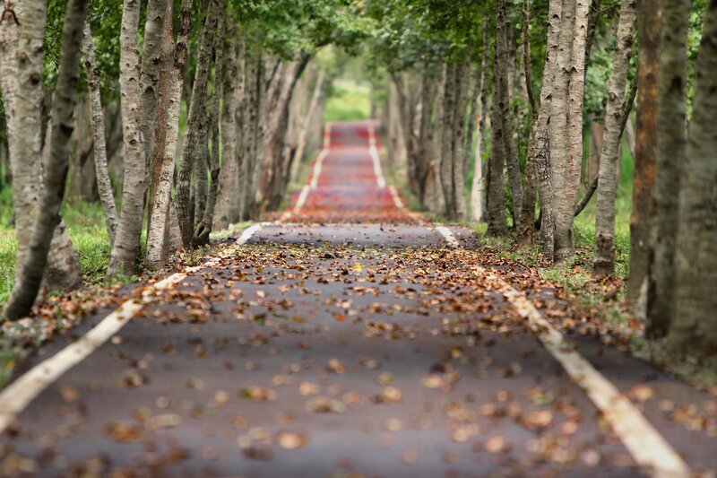 Tree-lined Road with Leaves