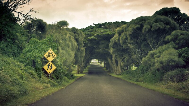 Tree-lined road with signs
