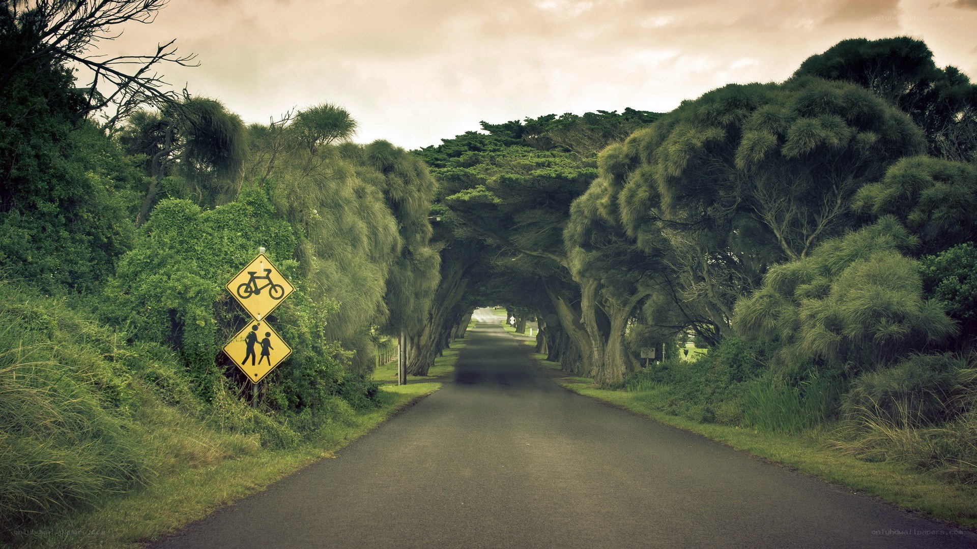 Tree-lined road with signs