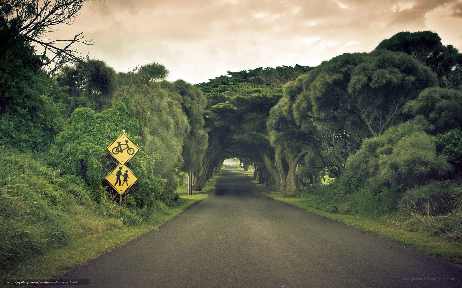 Tree-lined road with signs