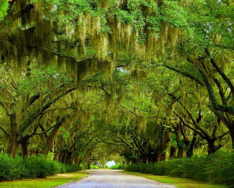 tree-lined road with Spanish moss