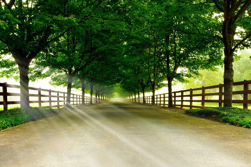 Tree-lined road with sunlight