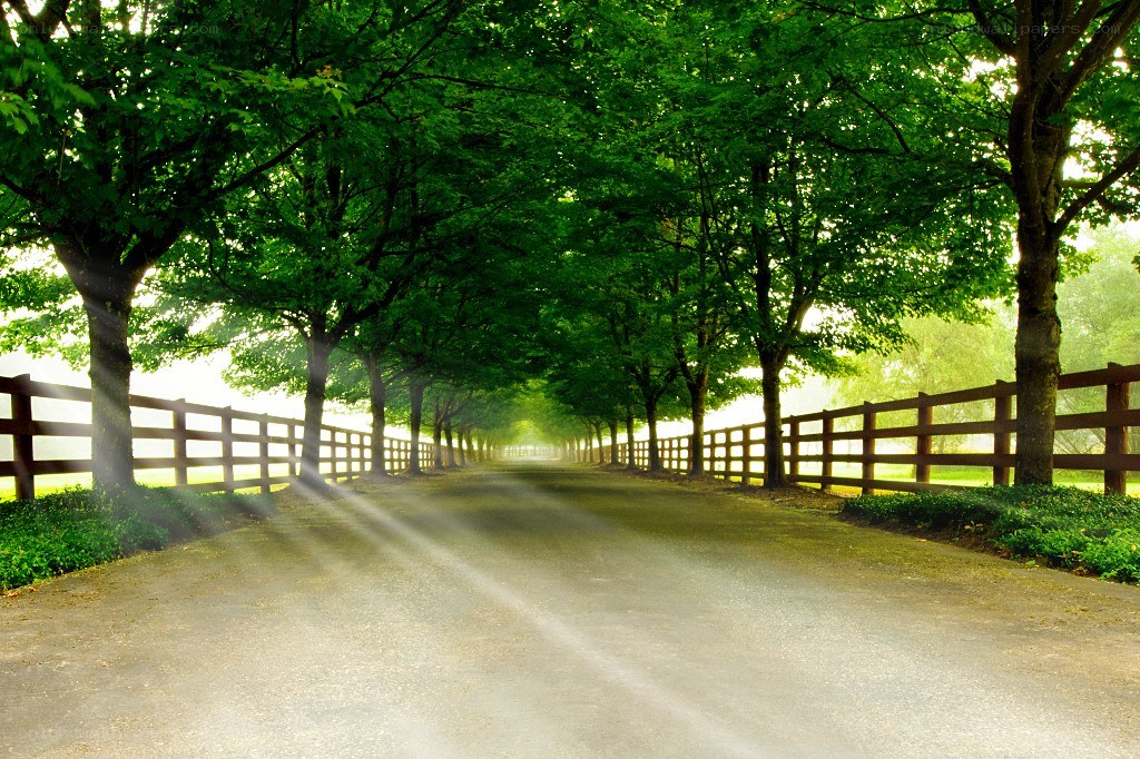 Tree-lined road with sunlight