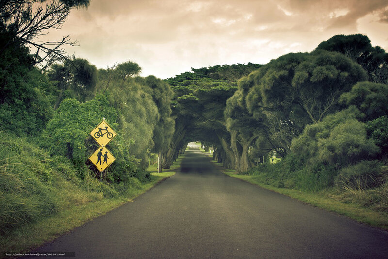 Tree-lined road with warning signs