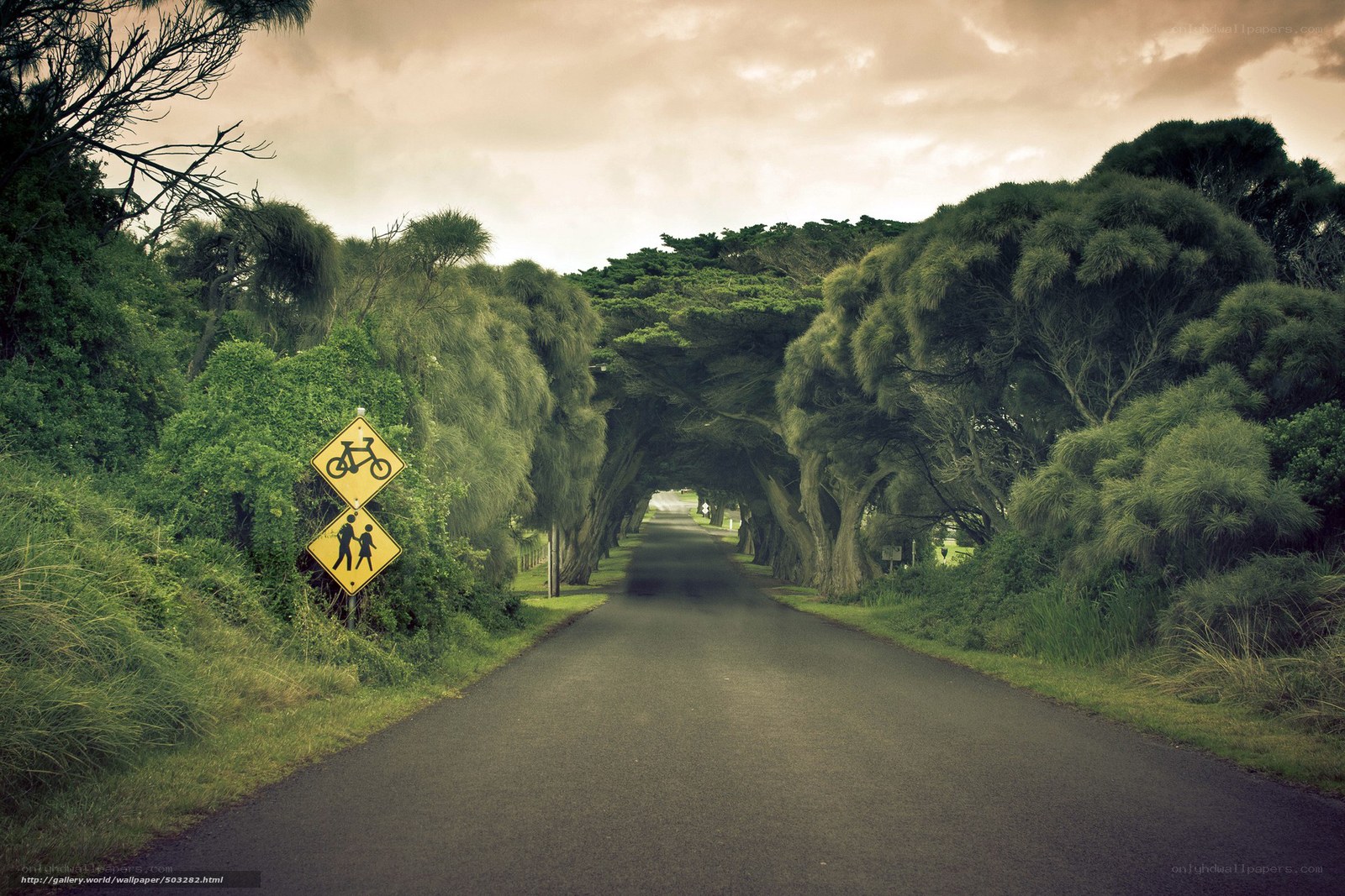 Tree-lined road with warning signs