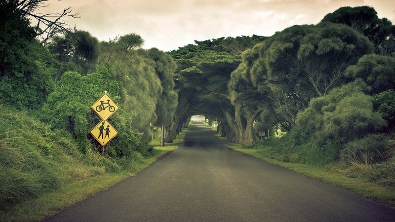 Tree-lined road with warning signs