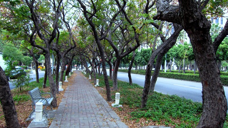 Tree-lined Sidewalk — Green