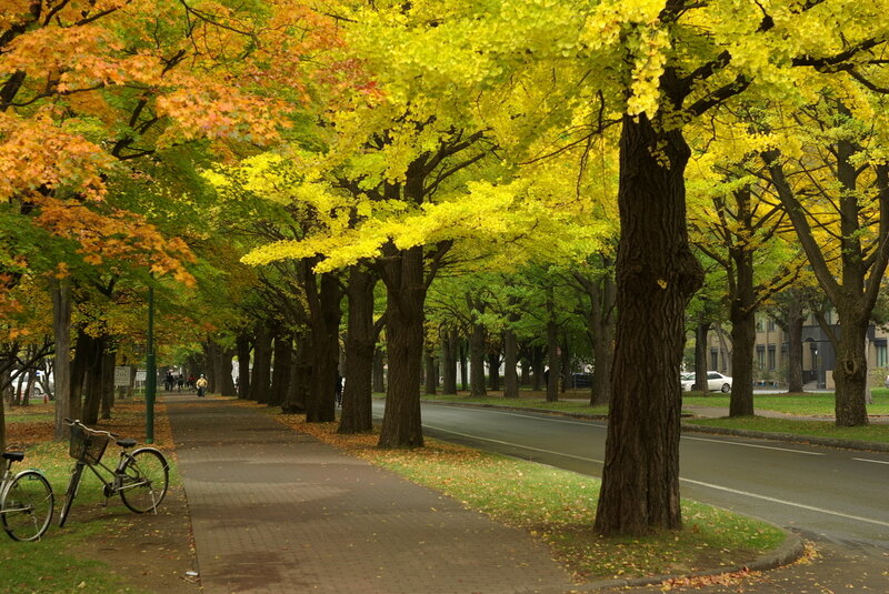 Tree-lined Sidewalk