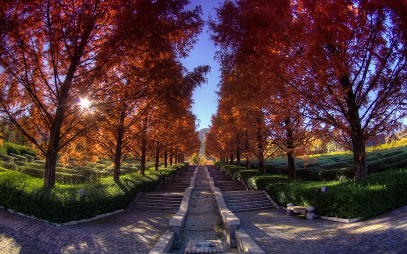 Tree-lined Staircase — Red