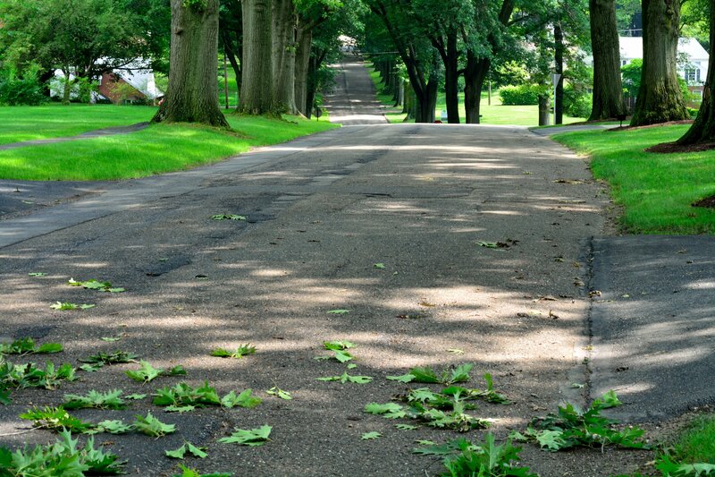 Tree-lined Street — Green