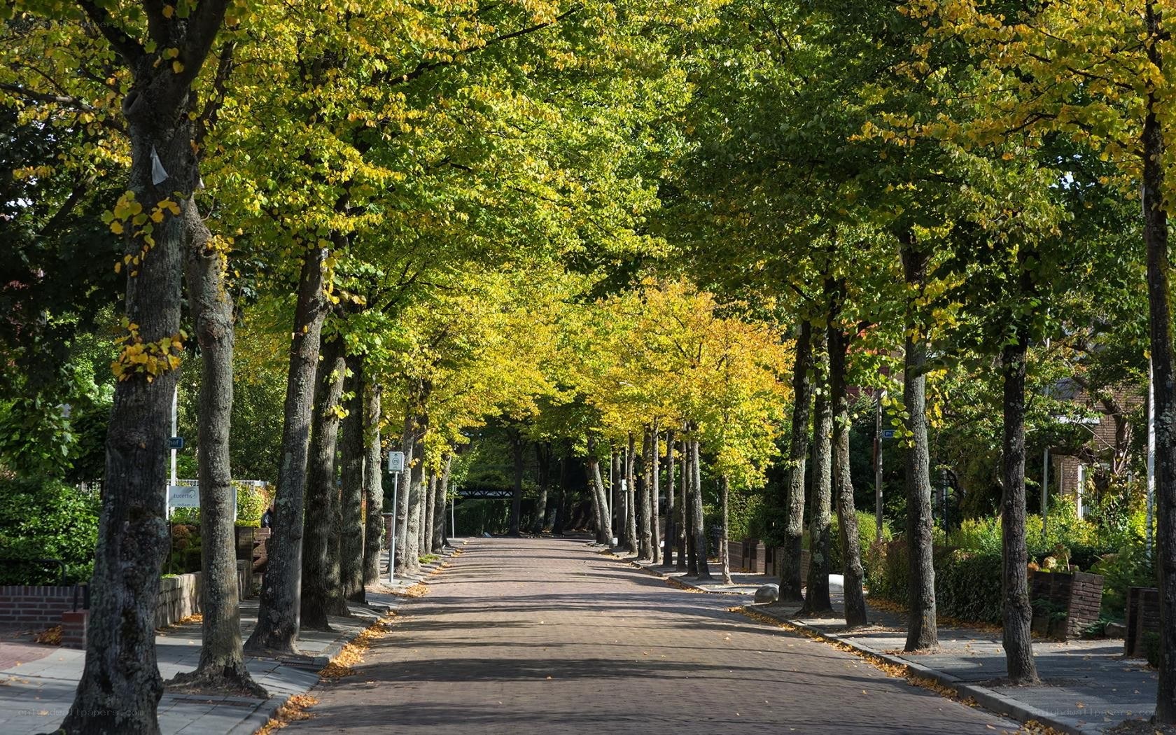 Tree-lined street in autumn