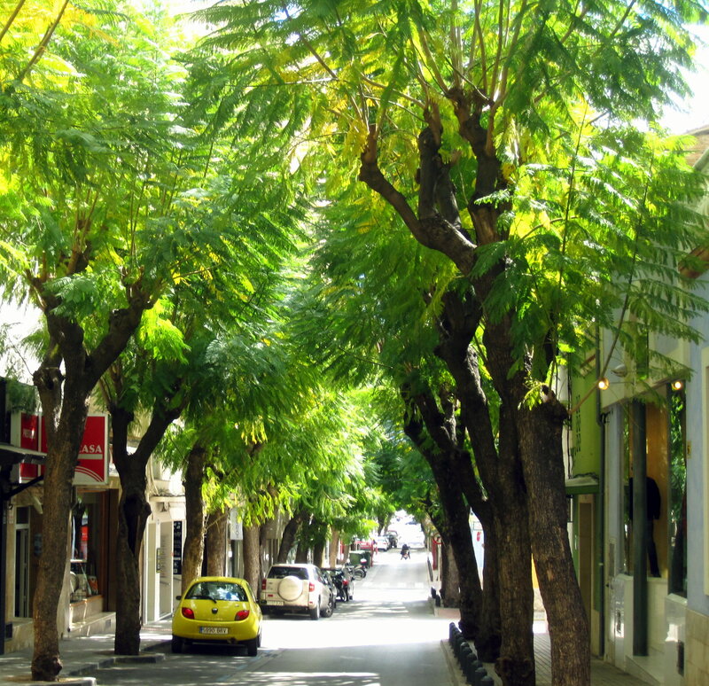 Tree-lined Street with Cars — Green