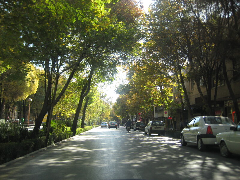 Tree-lined Street with Cars