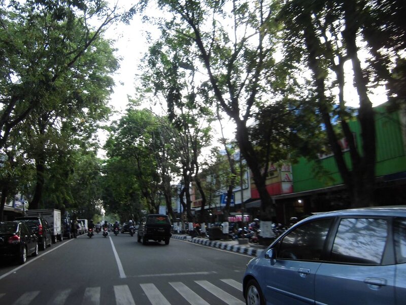 Tree-lined Street with Traffic — Green