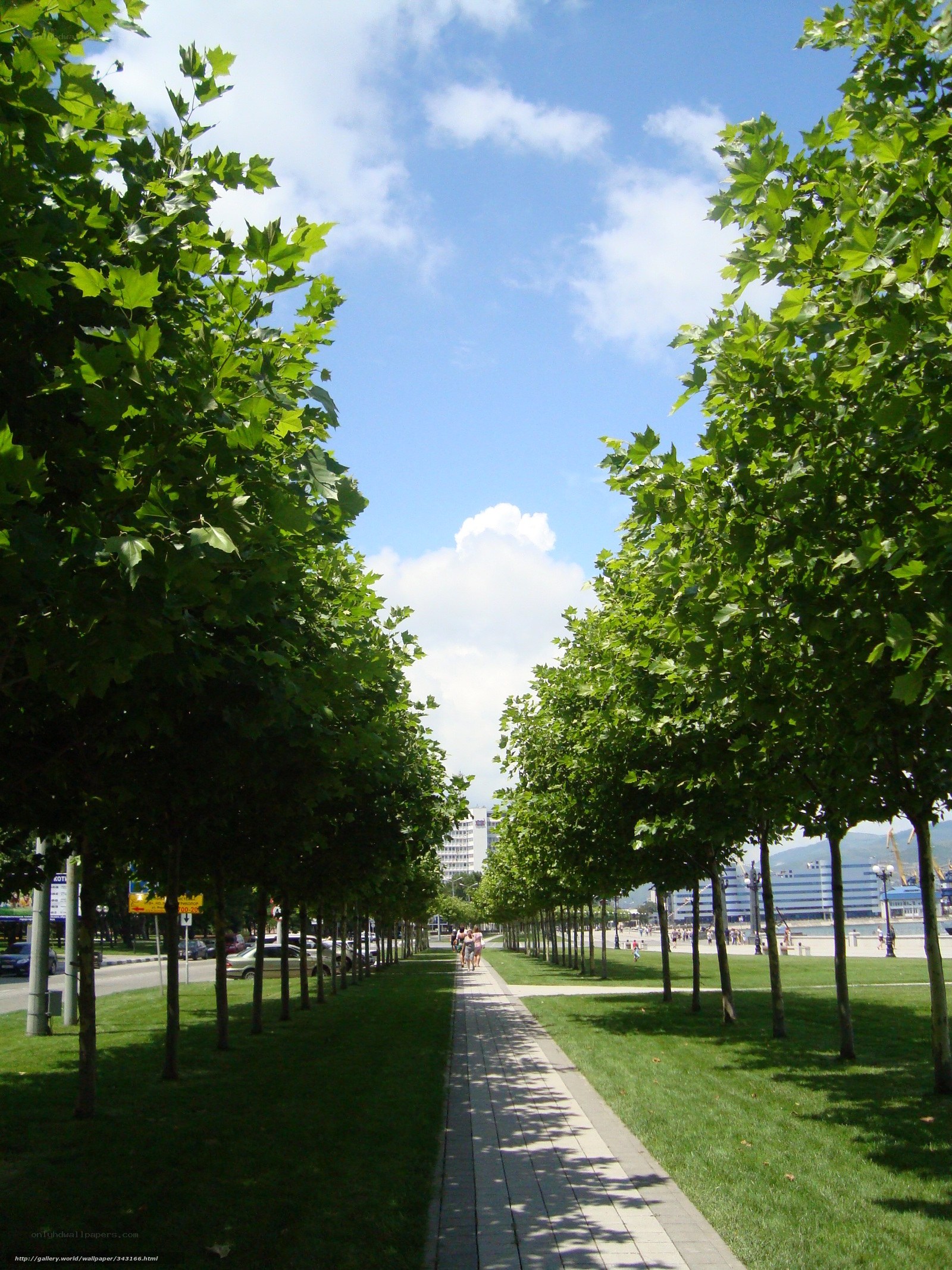 Tree-lined walkway by the sea