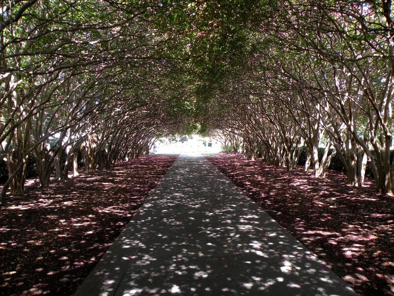 Tree-lined Walkway — Green, Serene, Afternoon, Photograph