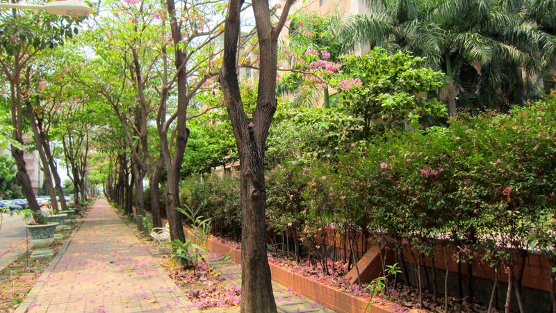 Tree-lined Walkway — Green, Serene, Afternoon