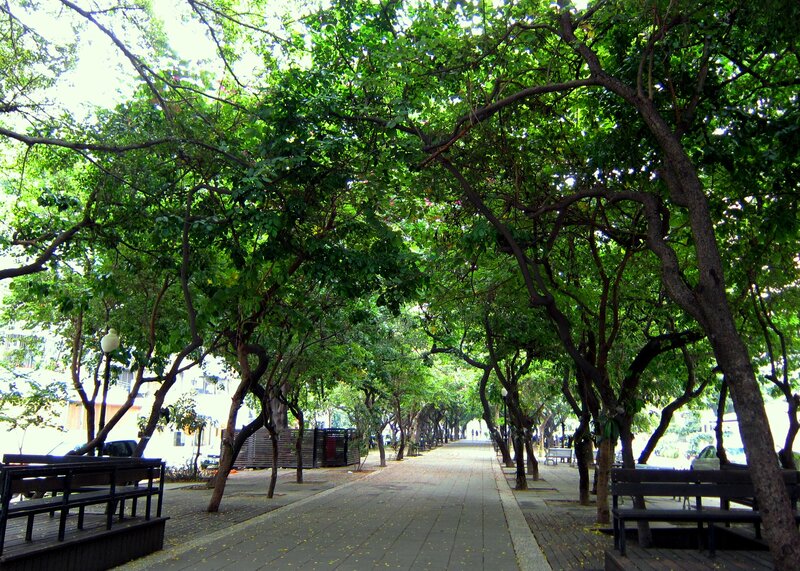 Tree-lined Walkway — Green