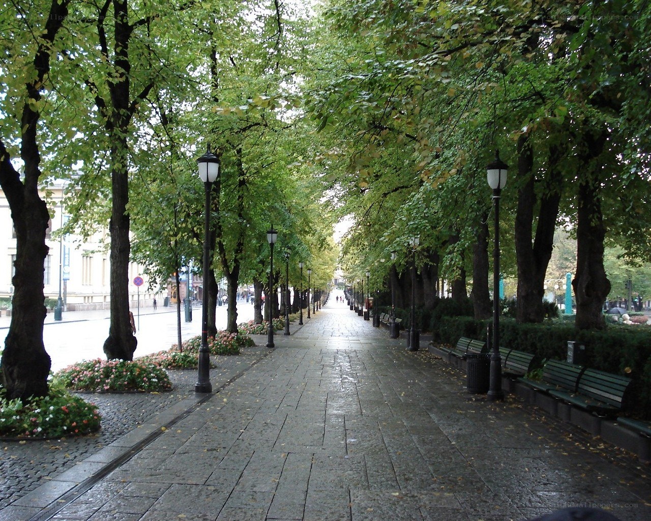 Tree-lined walkway in a city