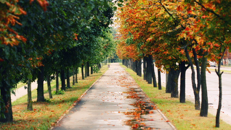 Tree-lined Walkway