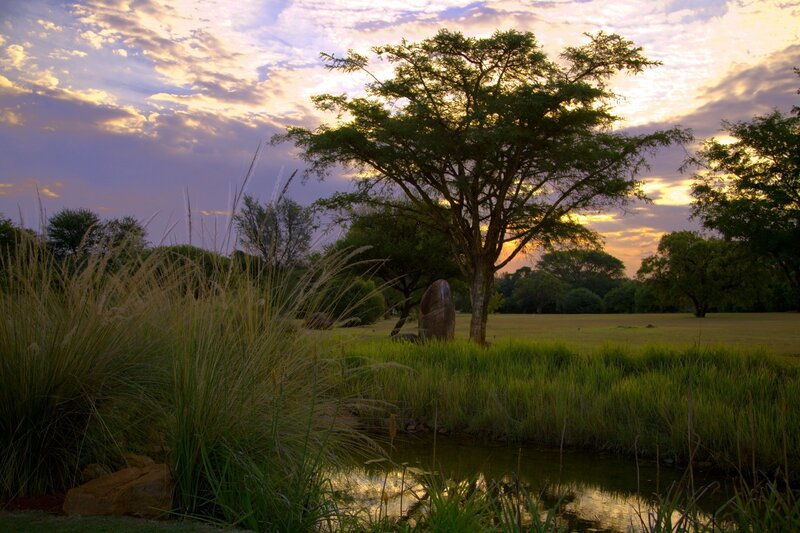 Tree Near Pond at Sunset